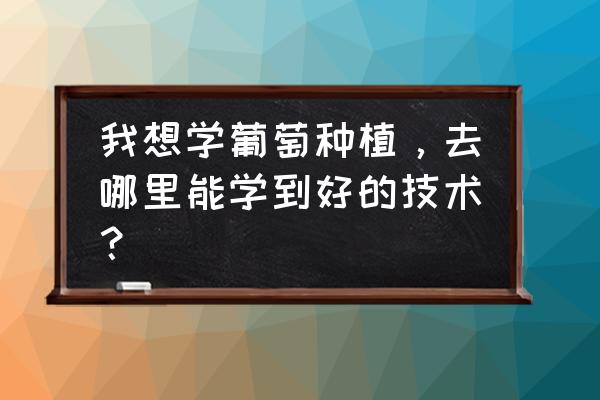 葡萄幼苗怎么喂牛粪 我想学葡萄种植,去哪里能学到好的技术? 葡萄幼苗怎么喂牛粪 我想学葡萄种植,去哪里能学到好的技术?