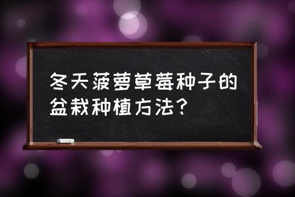 菠萝种子育苗 冬天菠萝草莓种子的盆栽种植方法? 菠萝种子育苗 冬天菠萝草莓种子的盆栽种植方法?