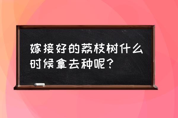 荔枝最佳嫁接时间 嫁接好的荔枝树什么时候拿去种呢? 荔枝最佳嫁接时间 嫁接好的荔枝树什么时候拿去种呢?