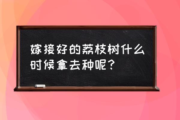 荔枝最佳嫁接时间 嫁接好的荔枝树什么时候拿去种呢？