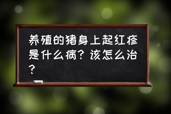 母猪身上发红有小红点是怎么回事 养殖的猪身上起红疹是什么病？该怎么治？