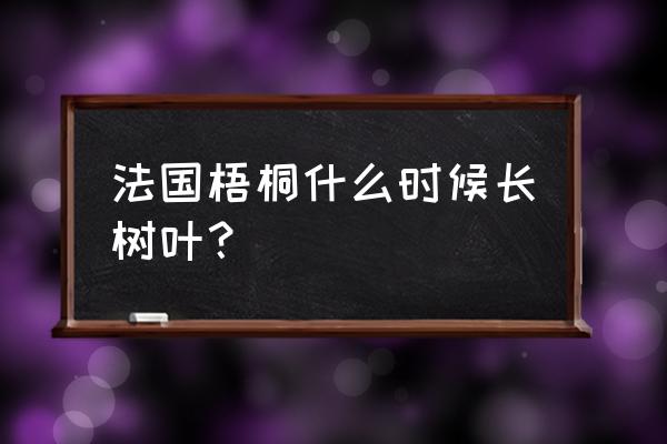 怎样培育速生法桐小苗 法国梧桐什么时候长树叶? 怎样培育速生法桐小苗 法国梧桐什么时候长树叶?