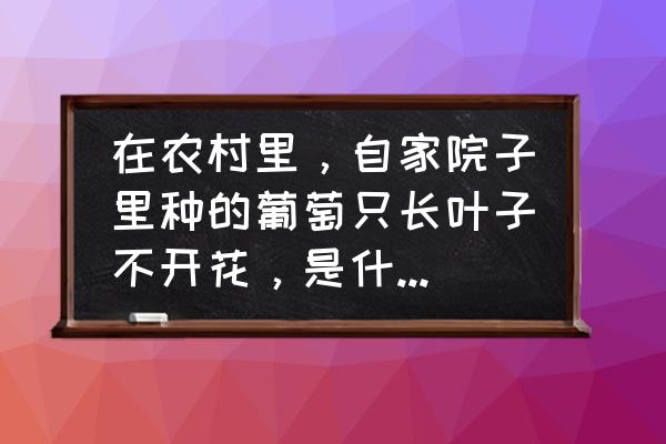 葡萄树光长叶不开花 在农村里,自家院子里种的葡萄只长叶子不开花,是什么原因? 葡萄树光长叶不开花 在农村里,自家院子里种的葡萄只长叶子不开花,是什么原因?