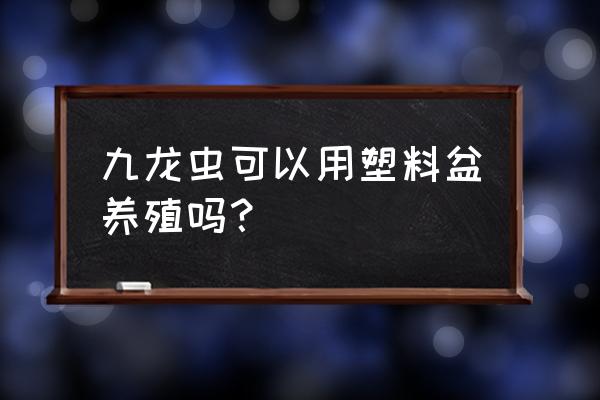 九龙虫怎么养殖 九龙虫可以用塑料盆养殖吗? 九龙虫怎么养殖 九龙虫可以用塑料盆养殖吗?