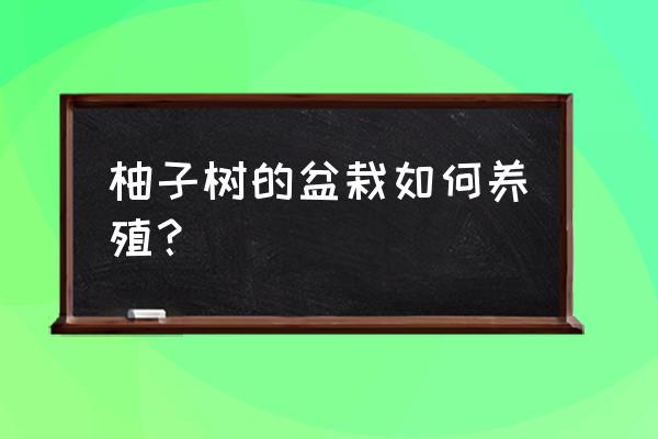 怎么做一个柚子盆栽 柚子树的盆栽如何养殖? 怎么做一个柚子盆栽 柚子树的盆栽如何养殖?