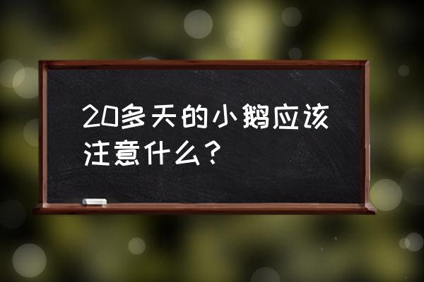 刚出壳三四天的小鹅要怎么养 20多天的小鹅应该注意什么？