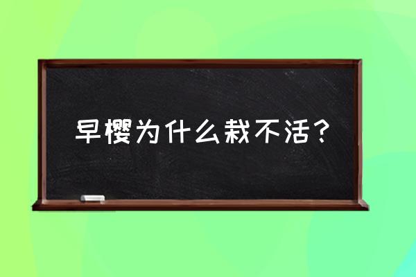樱花叶子发黄怎么补救 早樱为什么栽不活? 樱花叶子发黄怎么补救 早樱为什么栽不活?