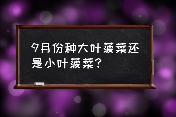 秋菠菜的家庭种植方法 9月份种大叶菠菜还是小叶菠菜? 秋菠菜的家庭种植方法 9月份种大叶菠菜还是小叶菠菜?
