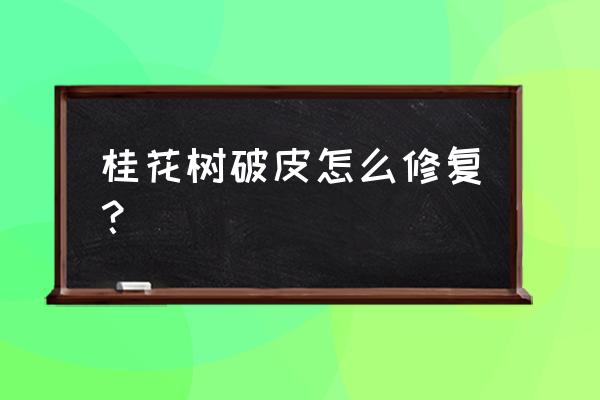 防虫药桂花 桂花树破皮怎么修复？