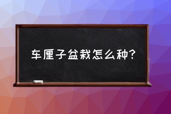 车厘子籽种植方法全过程 车厘子盆栽怎么种? 车厘子籽种植方法全过程 车厘子盆栽怎么种?