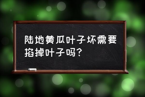 黄瓜苗叶子发黄烂叶怎么补救 陆地黄瓜叶子坏需要掐掉叶子吗? 黄瓜苗叶子发黄烂叶怎么补救 陆地黄瓜叶子坏需要掐掉叶子吗?