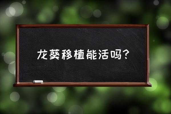 龙葵的正确养殖方法 龙葵移植能活吗? 龙葵的正确养殖方法 龙葵移植能活吗?