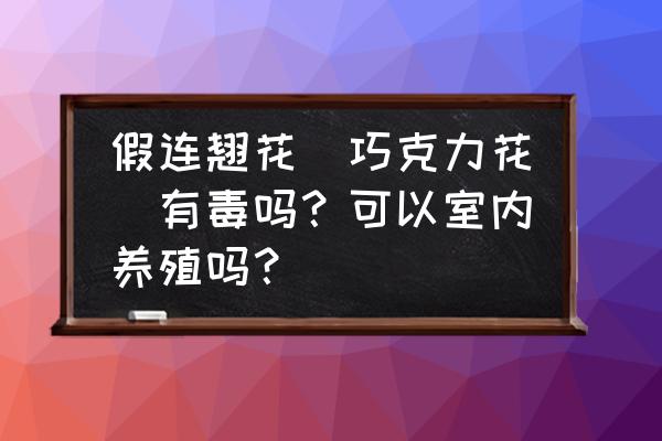 假连翘在广东的种植方法 假连翘花(巧克力花)有毒吗?可以室内养殖吗? 假连翘在广东的种植方法 假连翘花(巧克力花)有毒吗?可以室内养殖吗?