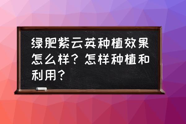 紫云英一年四季可种吗 绿肥紫云英种植效果怎么样?怎样种植和利用? 紫云英一年四季可种吗 绿肥紫云英种植效果怎么样?怎样种植和利用?