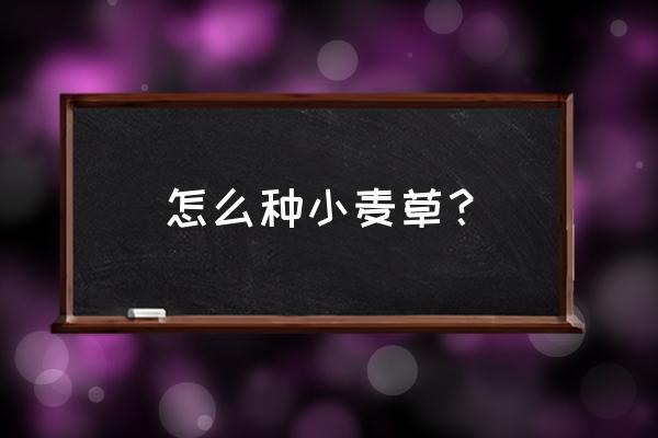 小麦草榨汁的正确做法 怎么种小麦草? 小麦草榨汁的正确做法 怎么种小麦草?