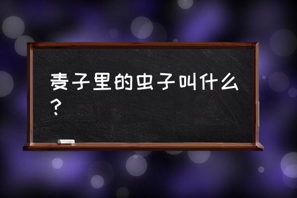 储粮害虫详细图文介绍 麦子里的虫子叫什么? 储粮害虫详细图文介绍 麦子里的虫子叫什么?