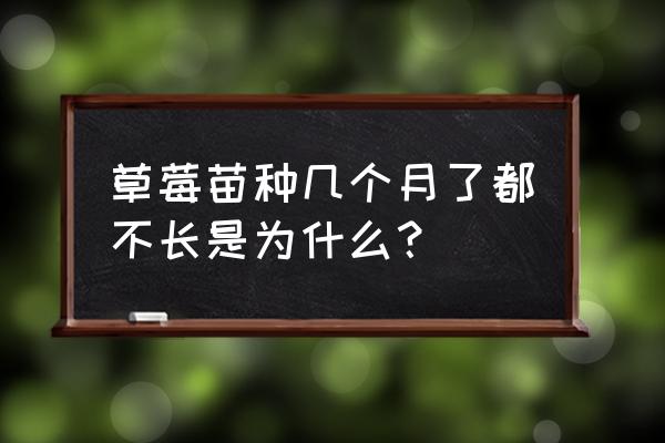 草莓适宜种植的土壤ph值 草莓苗种几个月了都不长是为什么? 草莓适宜种植的土壤ph值 草莓苗种几个月了都不长是为什么?