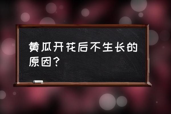 黄瓜开花不结果还能补救吗 黄瓜开花后不生长的原因? 黄瓜开花不结果还能补救吗 黄瓜开花后不生长的原因?