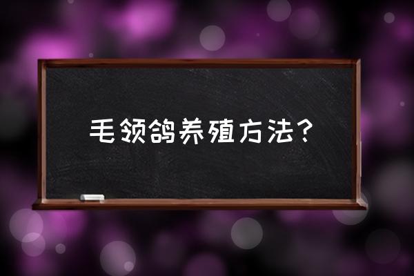 肉鸽增肥营养品推荐 毛领鸽养殖方法? 肉鸽增肥营养品推荐 毛领鸽养殖方法?