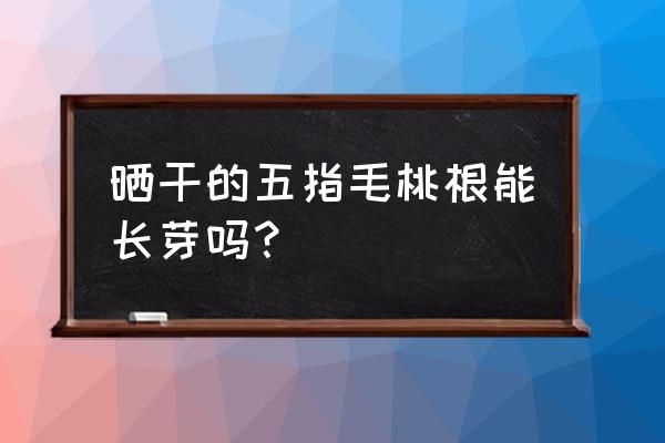 五指毛桃种子催芽方法 晒干的五指毛桃根能长芽吗? 五指毛桃种子催芽方法 晒干的五指毛桃根能长芽吗?