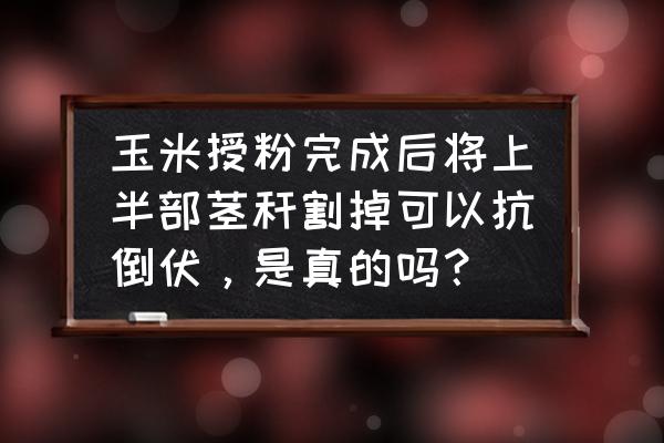 行情表中怎样调行宽 玉米授粉完成后将上半部茎秆割掉可以抗倒伏,是真的吗? 行情表中怎样调行宽 玉米授粉完成后将上半部茎秆割掉可以抗倒伏,是真的吗?