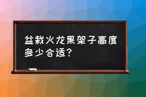 最适合盆栽种植的火龙果 盆栽火龙果架子高度多少合适? 最适合盆栽种植的火龙果 盆栽火龙果架子高度多少合适?