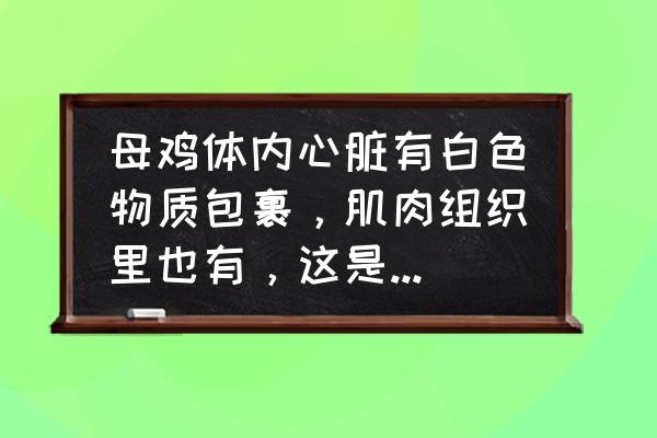 鸡气囊炎慢慢自己会好吗 母鸡体内心脏有白色物质包裹,肌肉组织里也有,这是什么病? 鸡气囊炎慢慢自己会好吗 母鸡体内心脏有白色物质包裹,肌肉组织里也有,这是什么病?
