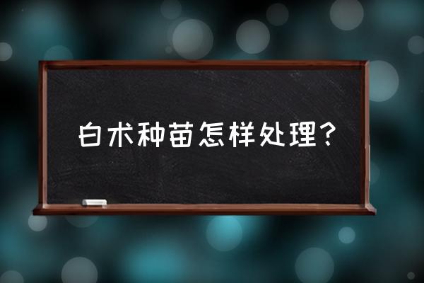挑选白术的正确方法 白术种苗怎样处理? 挑选白术的正确方法 白术种苗怎样处理?